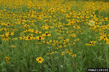 black-eyed susan, Rudbeckia hirta  (Asterales: Asteraceae) - 2118100