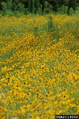 black-eyed susan, Rudbeckia hirta  (Asterales: Asteraceae) - 2119002