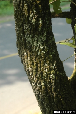 blackjack oak, Quercus marilandica  (Fagales: Fagaceae) - 2119013