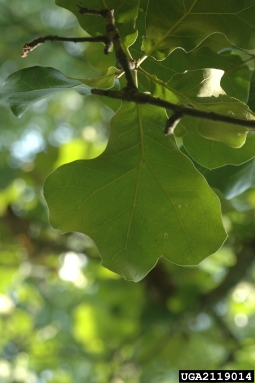 blackjack oak, Quercus marilandica  (Fagales: Fagaceae) - 2119014