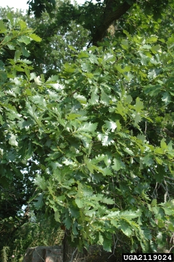 bur oak, Quercus macrocarpa  (Fagales: Fagaceae) - 2119024