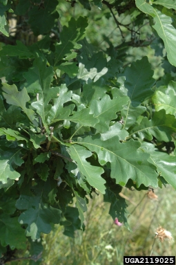 bur oak, Quercus macrocarpa  (Fagales: Fagaceae) - 2119025