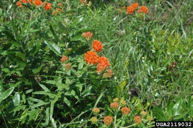 butterfly milkweed, Asclepias tuberosa  (Gentianales: Asclepiadaceae) - 2119032