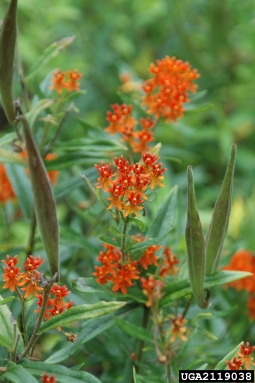 butterfly milkweed, Asclepias tuberosa  (Gentianales: Asclepiadaceae) - 2119038