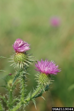bull thistle, Cirsium vulgare  (Asterales: Asteraceae) - 2119044