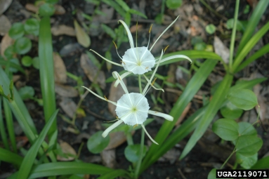 Carolina spiderlily, Hymenocallis caroliniana  (Liliales: Liliaceae) - 2119071