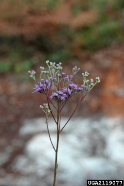 vanillaleaf, Carphephorus odoratissimus  (Asterales: Asteraceae) - 2119077
