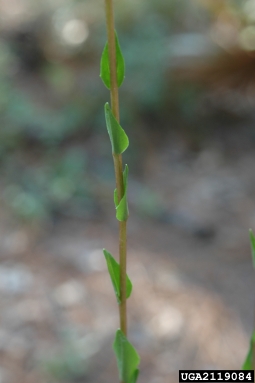 vanillaleaf, Carphephorus odoratissimus  (Asterales: Asteraceae) - 2119084
