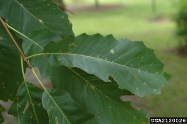 chinkapin oak, Quercus muehlenbergii  (Fagales: Fagaceae) - 2120026