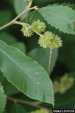 chinkapin, Castanea pumila  (Fagales: Fagaceae) - 2120028