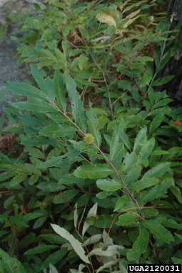 chinkapin, Castanea pumila  (Fagales: Fagaceae) - 2120031
