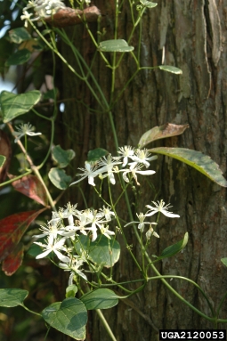 sweet autumn virginsbower, Clematis terniflora  (Ranunculales: Ranunculaceae) - 2120053
