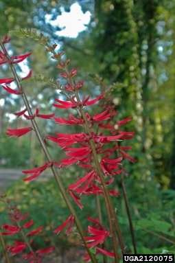 eastern coralbean, Erythrina herbacea  (Fabales: Fabaceae (Leguminosae)) - 2120075