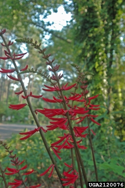 eastern coralbean, Erythrina herbacea  (Fabales: Fabaceae (Leguminosae)) - 2120076