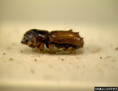 bark beetles,    (Coleoptera: Curculionidae) - 2120093
