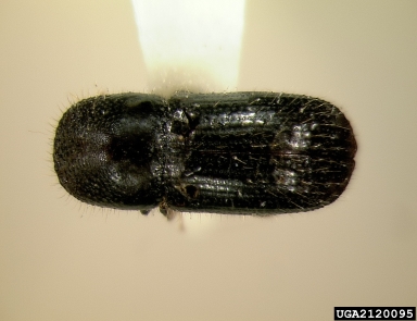 ambrosia beetle, Euwallacea validus  (Coleoptera: Curculionidae) - 2120095
