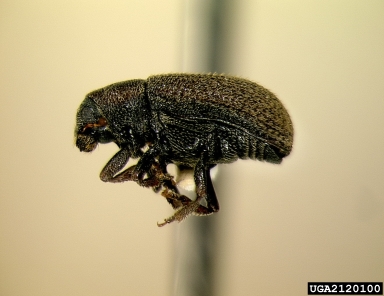 bark beetle, Hylurgops palliatus  (Coleoptera: Curculionidae) - 2120100