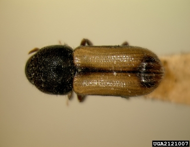 European hardwood ambrosia beetle, Trypodendron domesticum  (Coleoptera: Curculionidae) - 2121007