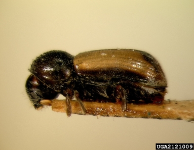 European hardwood ambrosia beetle, Trypodendron domesticum  (Coleoptera: Curculionidae) - 2121009