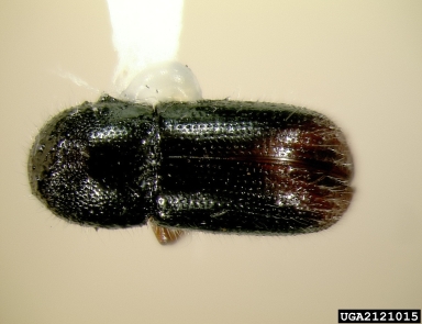 ambrosia beetle, Xyleborus atratus  (Coleoptera: Curculionidae) - 2121015