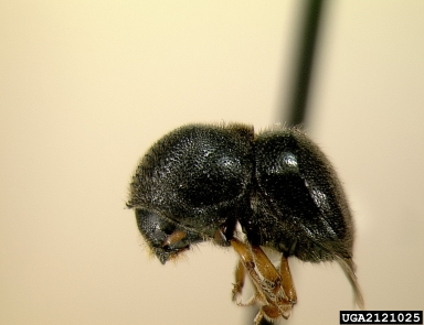 camphor shot borer, Xylosandrus mutilatus  (Coleoptera: Curculionidae) - 2121025