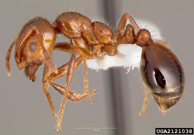 red imported fire ant, Solenopsis invicta  (Hymenoptera: Formicidae) - 2121038