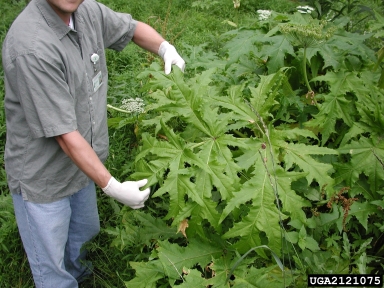 giant hogweed, Heracleum mantegazzianum  (Apiales: Apiaceae) - 2121075