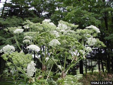 giant hogweed, Heracleum mantegazzianum  (Apiales: Apiaceae) - 2121076