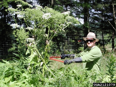 giant hogweed, Heracleum mantegazzianum  (Apiales: Apiaceae) - 2121079