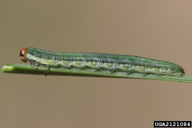 conifer sawfly (Gilpinia frutetorum ) on red pine (Pinus resinosa ) - 2121084