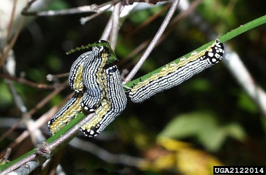 turbulent phosphila, Phosphila turbulenta  (Lepidoptera: Noctuidae) - 2122014