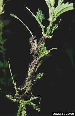 Milbert's tortoiseshell, Aglais milberti  (Lepidoptera: Nymphalidae) - 2122040