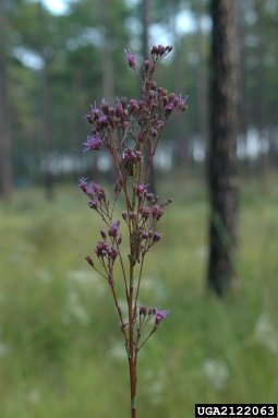 hairy chaffhead, Carphephorus paniculatus  (Asterales: Asteraceae) - 2122063