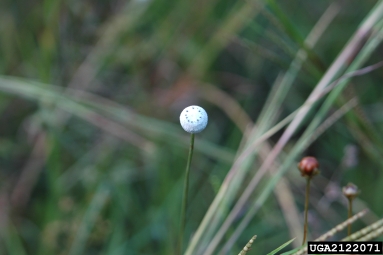 tenangle pipewort, Eriocaulon decangulare  (Eriocaulales: Eriocaulaceae) - 2122071