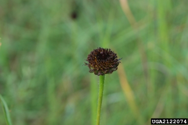 rayless sunflower, Helianthus radula  (Asterales: Asteraceae) - 2122074
