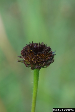 rayless sunflower, Helianthus radula  (Asterales: Asteraceae) - 2122076