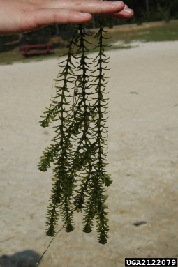 hydrilla, Hydrilla verticillata  (Hydrocharitales: Hydrocharitaceae) - 2122079