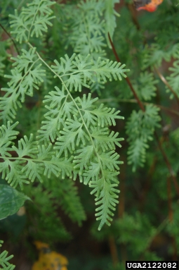 Japanese climbing fern, Lygodium japonicum  (Polypodiales: Lygodiaceae) - 2122082