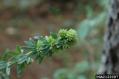 roundhead lespedeza, Lespedeza capitata  (Fabales: Fabaceae (Leguminosae)) - 2122087