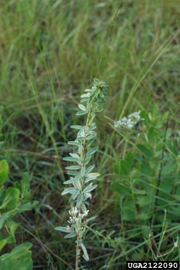 roundhead lespedeza, Lespedeza capitata  (Fabales: Fabaceae (Leguminosae)) - 2122090