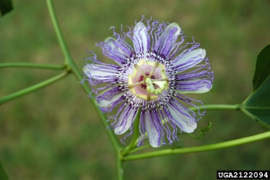 maypop passionflower, Passiflora incarnata  (Violales: Passifloraceae) - 2122094