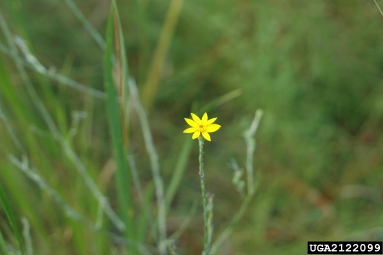 silk-grass, Pityopsis graminifolia  (Asterales: Asteraceae) - 2122099