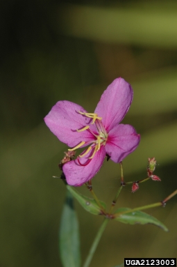 savannah meadowbeauty, Rhexia alifanus  (Myrtales: Melastomataceae) - 2123003