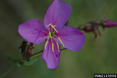 savannah meadowbeauty, Rhexia alifanus  (Myrtales: Melastomataceae) - 2123006