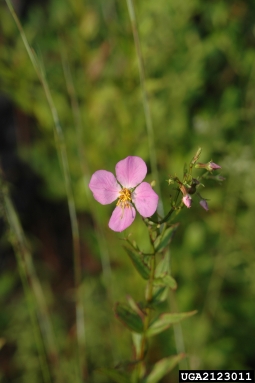 meadowbeauty, Rhexia virginica  (Myrtales: Melastomataceae) - 2123011