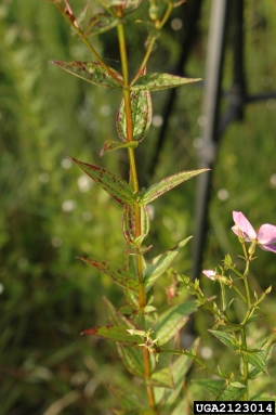 meadowbeauty, Rhexia virginica  (Myrtales: Melastomataceae) - 2123014