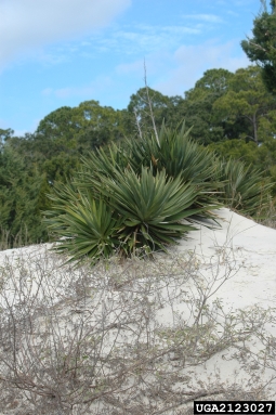 moundlily yucca, Yucca gloriosa  (Liliales: Agavaceae) - 2123027