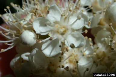 Greene's mountain ash, Sorbus scopulina  (Rosales: Rosaceae) - 2123095