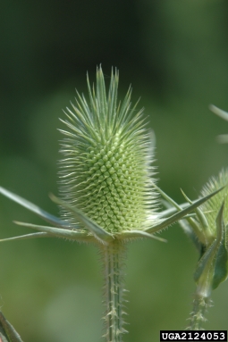 cutleaf teasel, Dipsacus laciniatus  (Dipsacales: Dipsacaceae) - 2124053
