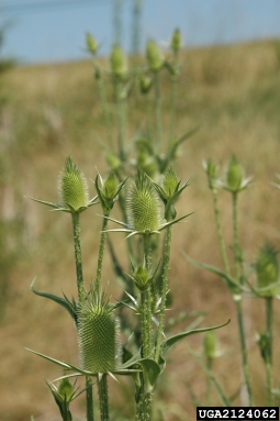cutleaf teasel, Dipsacus laciniatus  (Dipsacales: Dipsacaceae) - 2124062